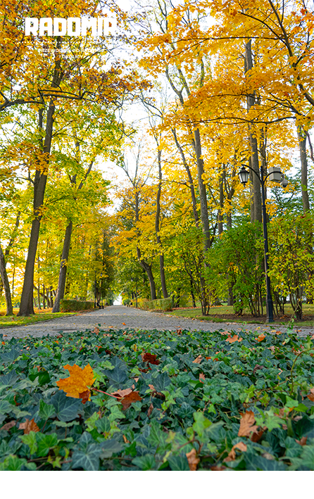 park w Czarnolesie, kamienna aleja. wzdłuż niej wysokie drzewa z żółtymi liściami